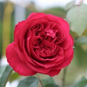 Hoa Hong Red Eden Rose 2 Cuagaogarden