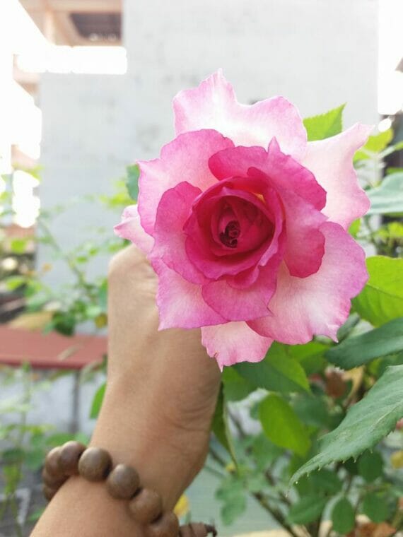 Hoa Hong Sheherazad 01 vườn hoa hồng ngoại Vui Làm Vườn
